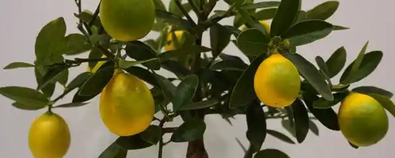 盆栽柠檬的养殖方法,需要在生长期及时给肥