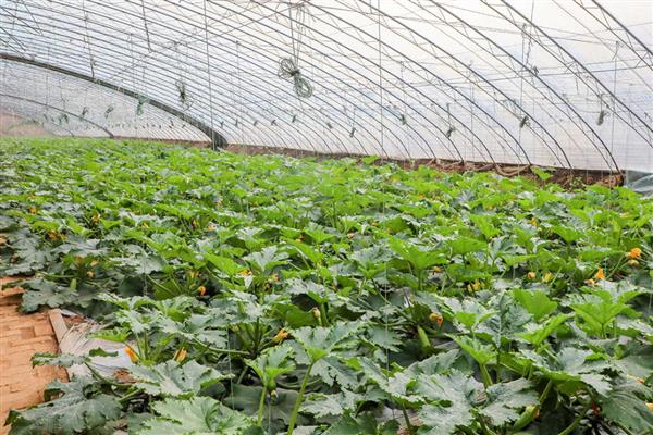 冬春低温期菌肥的使用技术，施用生物菌肥后一定要合理浇水