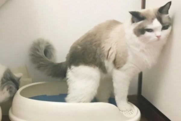 布偶猫便秘的表现，会出现呕吐的情况