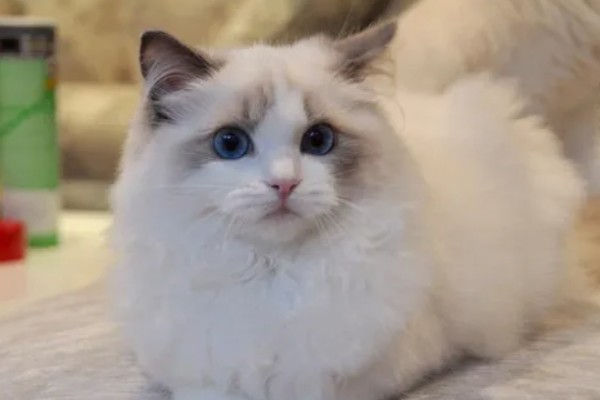 布偶猫便秘的表现，会出现呕吐的情况