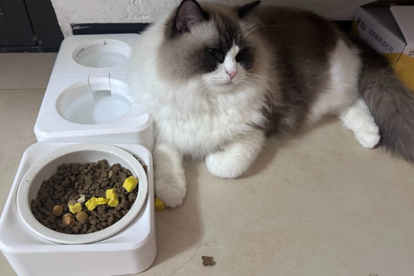 布偶猫便秘的表现，会出现呕吐的情况