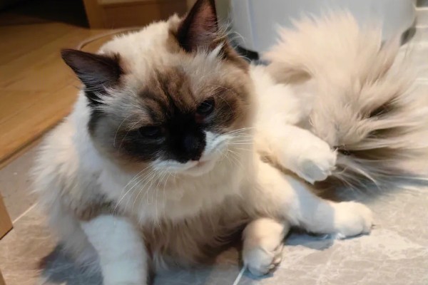 布偶猫便秘的表现，会出现呕吐的情况