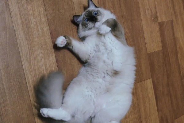 布偶猫便秘的表现，会出现呕吐的情况