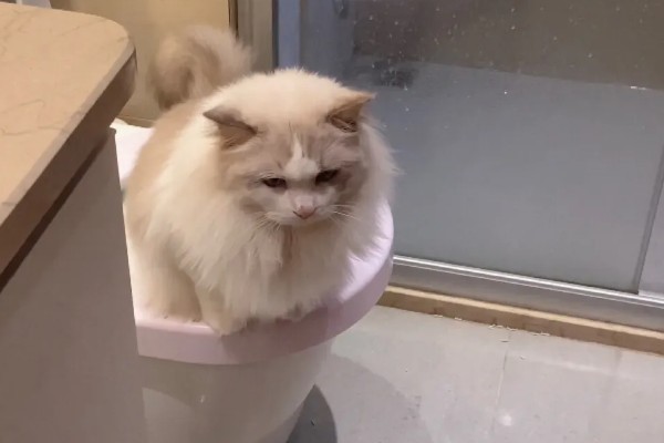 布偶猫便秘的表现，会出现呕吐的情况