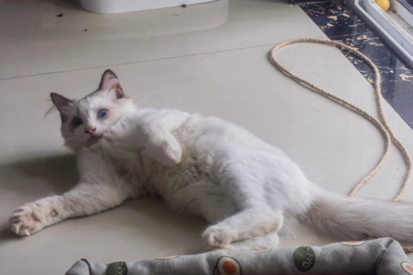 布偶猫便秘的表现，会出现呕吐的情况