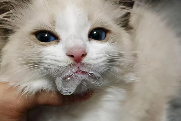 布偶猫便秘的表现，会出现呕吐的情况