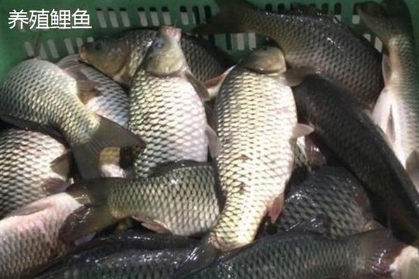 野生鲤鱼10斤要长多长时间，需要3年左右