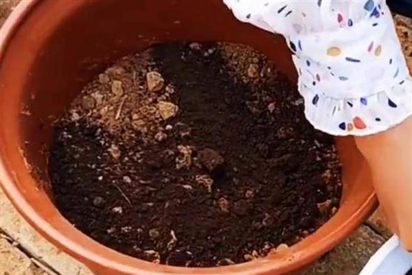 冬春低温期菌肥的使用技术，施用生物菌肥后一定要合理浇水