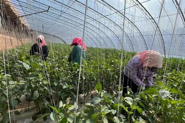 冬春低温期菌肥的使用技术，施用生物菌肥后一定要合理浇水