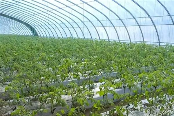 冬春低温期菌肥的使用技术，施用生物菌肥后一定要合理浇水