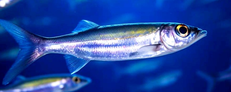 鳀鱼的简介，属于鲱形目、鳀科鱼类