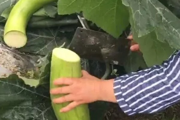 砍瓜一条可以砍几次，可以砍很多次