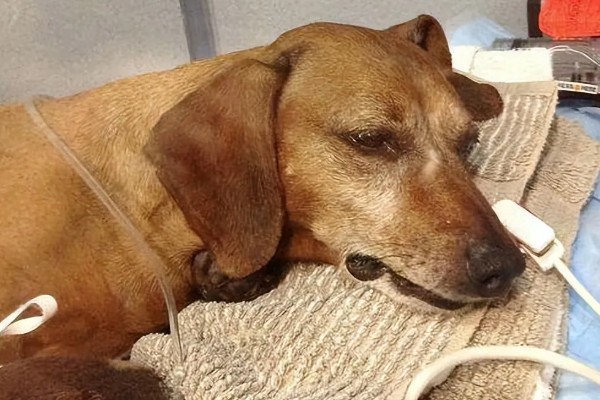 狗狗贫血怎么给它补血，可饲喂富含蛋白质和维生素的食物