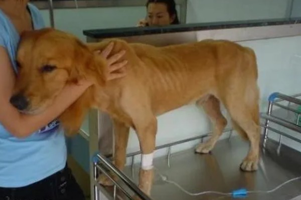 狗狗贫血怎么给它补血，可饲喂富含蛋白质和维生素的食物