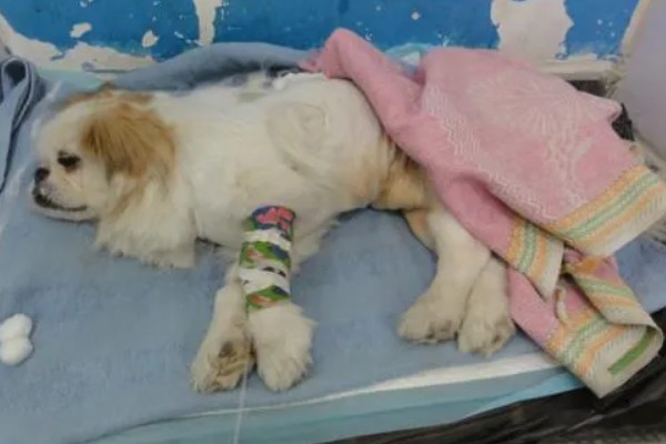 狗狗贫血怎么给它补血，可饲喂富含蛋白质和维生素的食物