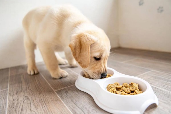狗狗贫血怎么给它补血，可饲喂富含蛋白质和维生素的食物
