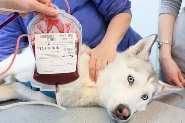 狗狗贫血怎么给它补血，可饲喂富含蛋白质和维生素的食物