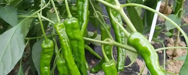 辣椒种多久能结果，大约需要2-4个月