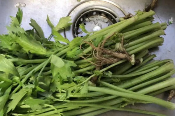 芹菜如何保存,密封后放入冰箱冷藏即可