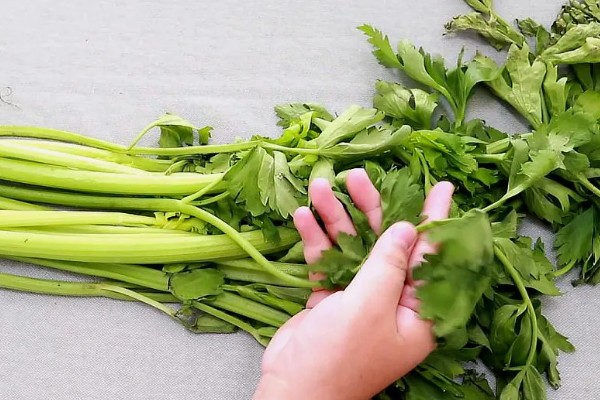 芹菜如何保存,密封后放入冰箱冷藏即可