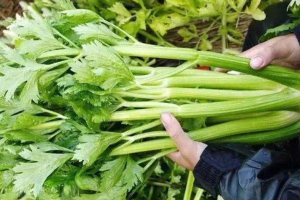 芹菜如何保存,密封后放入冰箱冷藏即可