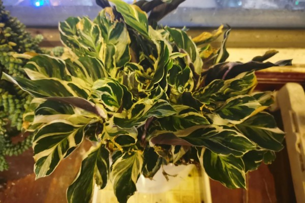 油画竹芋的养殖方法，温度需要控制在18-25℃