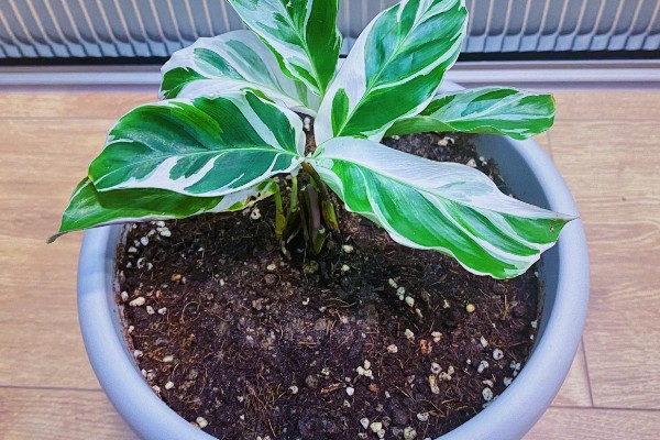 油画竹芋的养殖方法，温度需要控制在18-25℃