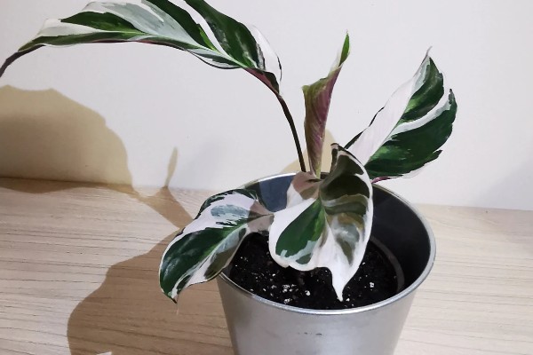 油画竹芋的养殖方法，温度需要控制在18-25℃