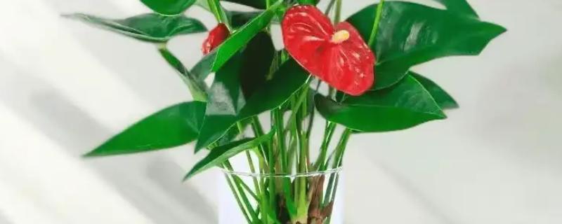 红掌适合水培还是土培，红掌水培更好