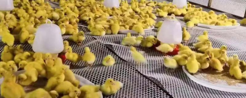 刚买回来的鸭苗怎么养，可以选择活波好动的