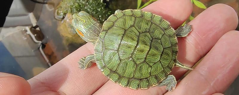 小巴西龟的壳是软的还是硬的，小巴西龟壳是软的