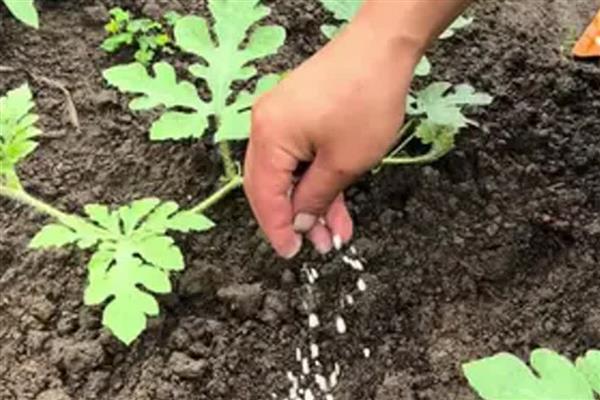 土壤化肥科学选择，不同作物对不同肥料的反应不同