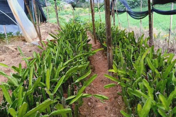 火龙果的种植技术,定植可以选在5月左右进行