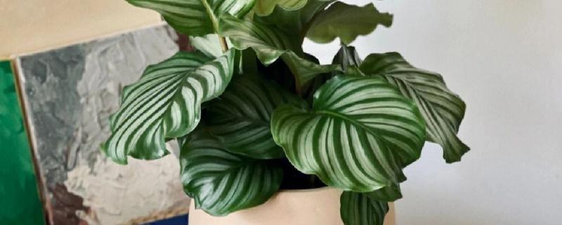 青苹果植物的寓意，寓意家庭团团圆圆和幸福等