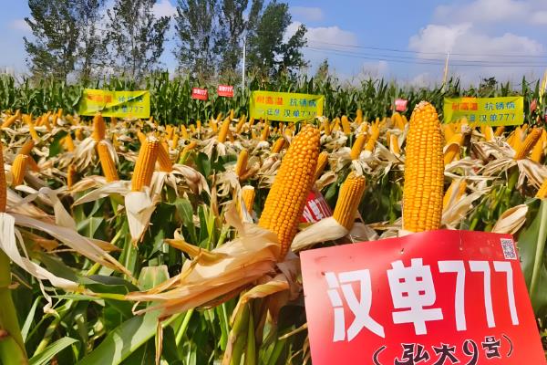 汉单777玉米种简介，出苗至成熟 104天