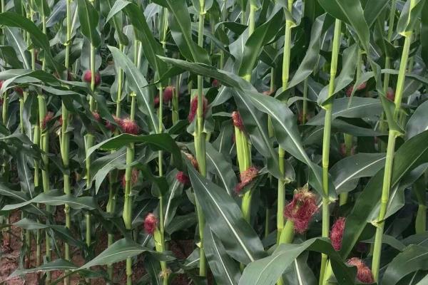 汉单777玉米种简介，出苗至成熟 104天