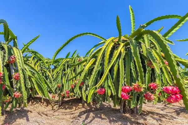 火龙果的种植技术,定植可以选在5月左右进行