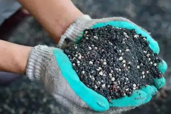 火龙果的种植技术,定植可以选在5月左右进行