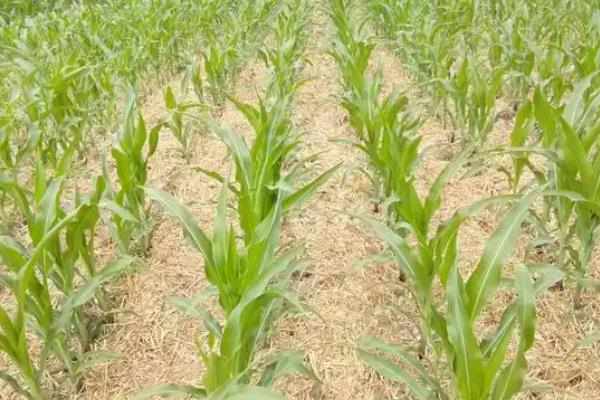 汉单777玉米种简介，出苗至成熟 104天