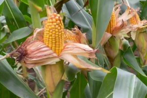 汉单777玉米种简介，出苗至成熟 104天