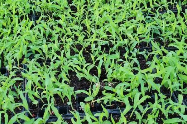 汉单777玉米种简介，出苗至成熟 104天