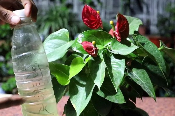 红掌的修剪方法，开完花之后立刻剪掉花梗