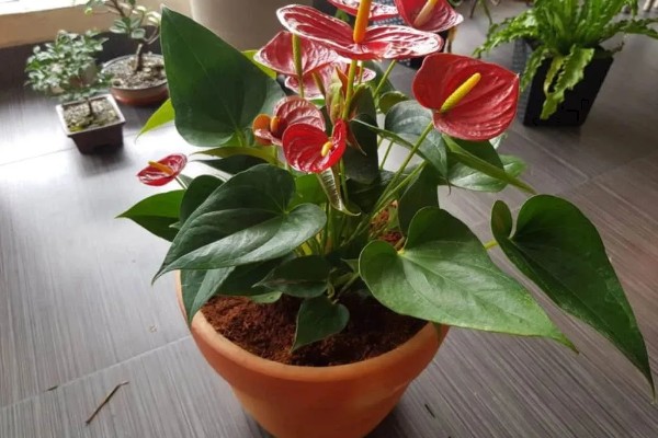 红掌的修剪方法，开完花之后立刻剪掉花梗