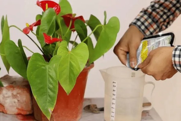 红掌的修剪方法，开完花之后立刻剪掉花梗