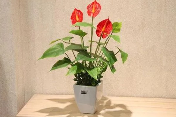 红掌的修剪方法，开完花之后立刻剪掉花梗