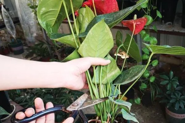 红掌的修剪方法，开完花之后立刻剪掉花梗