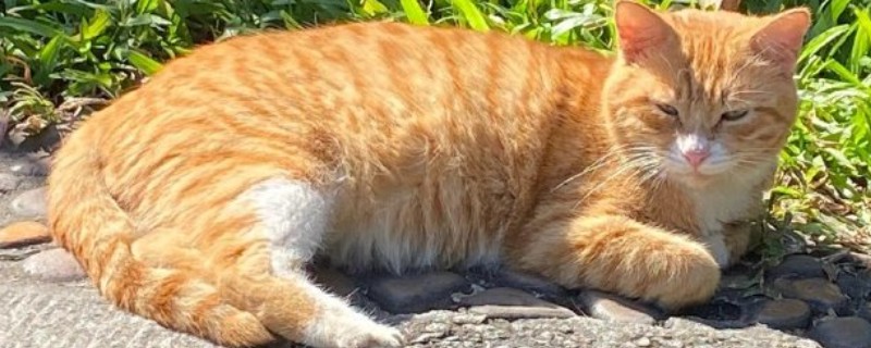 猫咪食欲下降的原因，食物不适口、天气炎热等因素均会造成