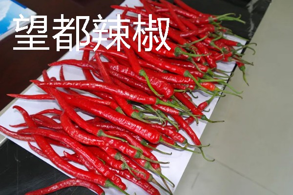 河北望都县的特产，有望都辣椒、望都小枣等