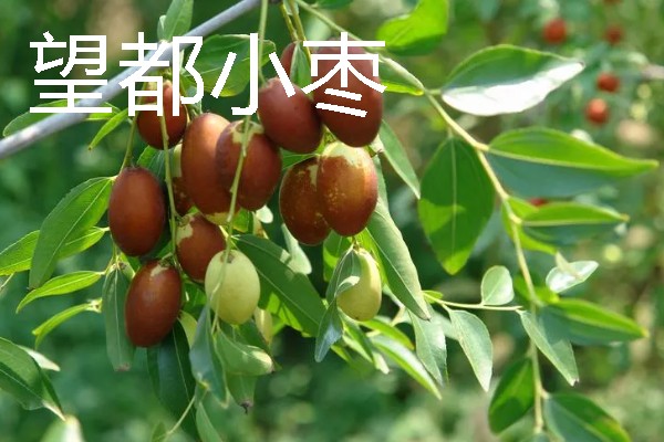 河北望都县的特产，有望都辣椒、望都小枣等