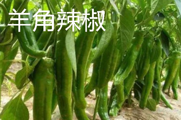 河北望都县的特产，有望都辣椒、望都小枣等